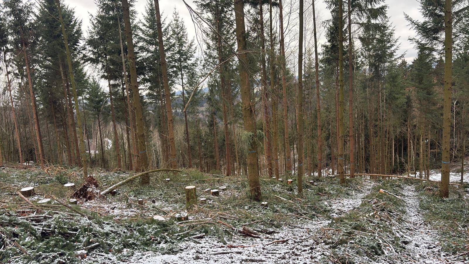Durchforstungen – Kronfeldner