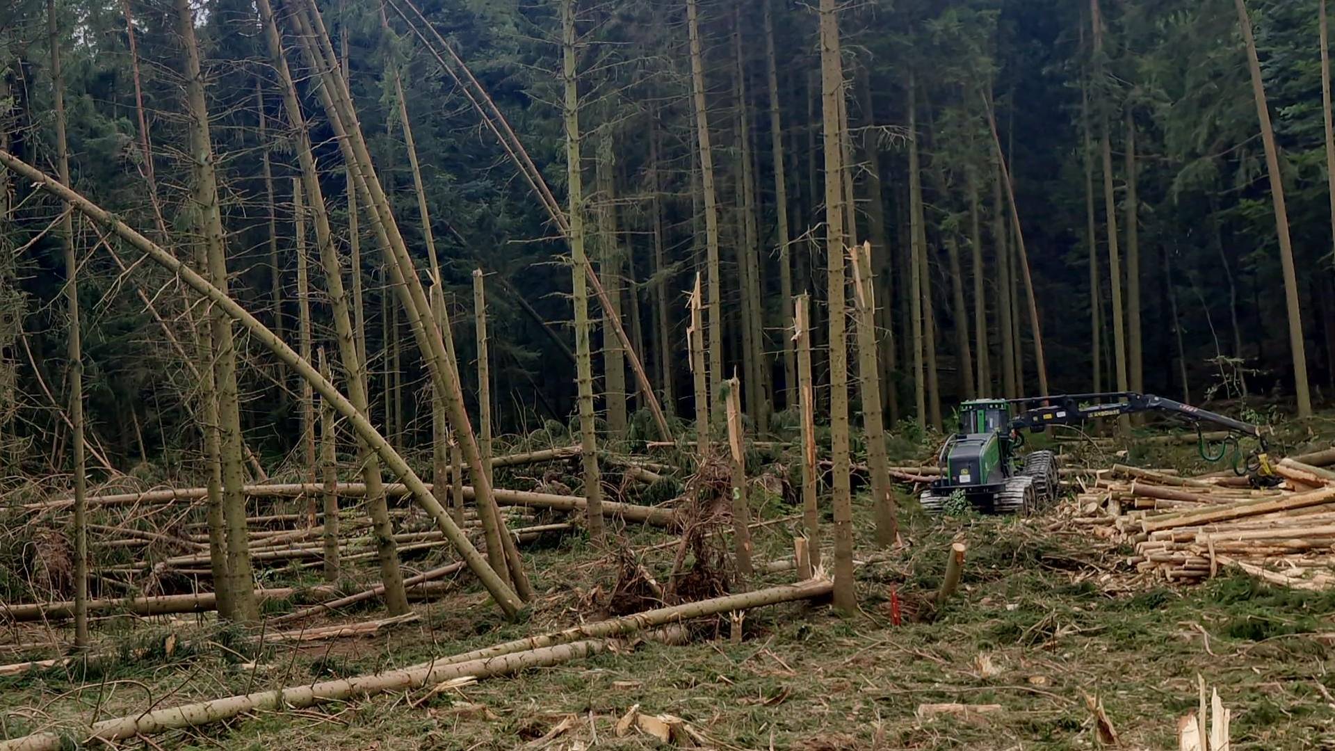 Maschinelle Holzernte mit Harvester im Fichtenbestand – Aufarbeitung von Sturm- und Schadholz, Forst- & Baggerbetrieb Kronfeldner
