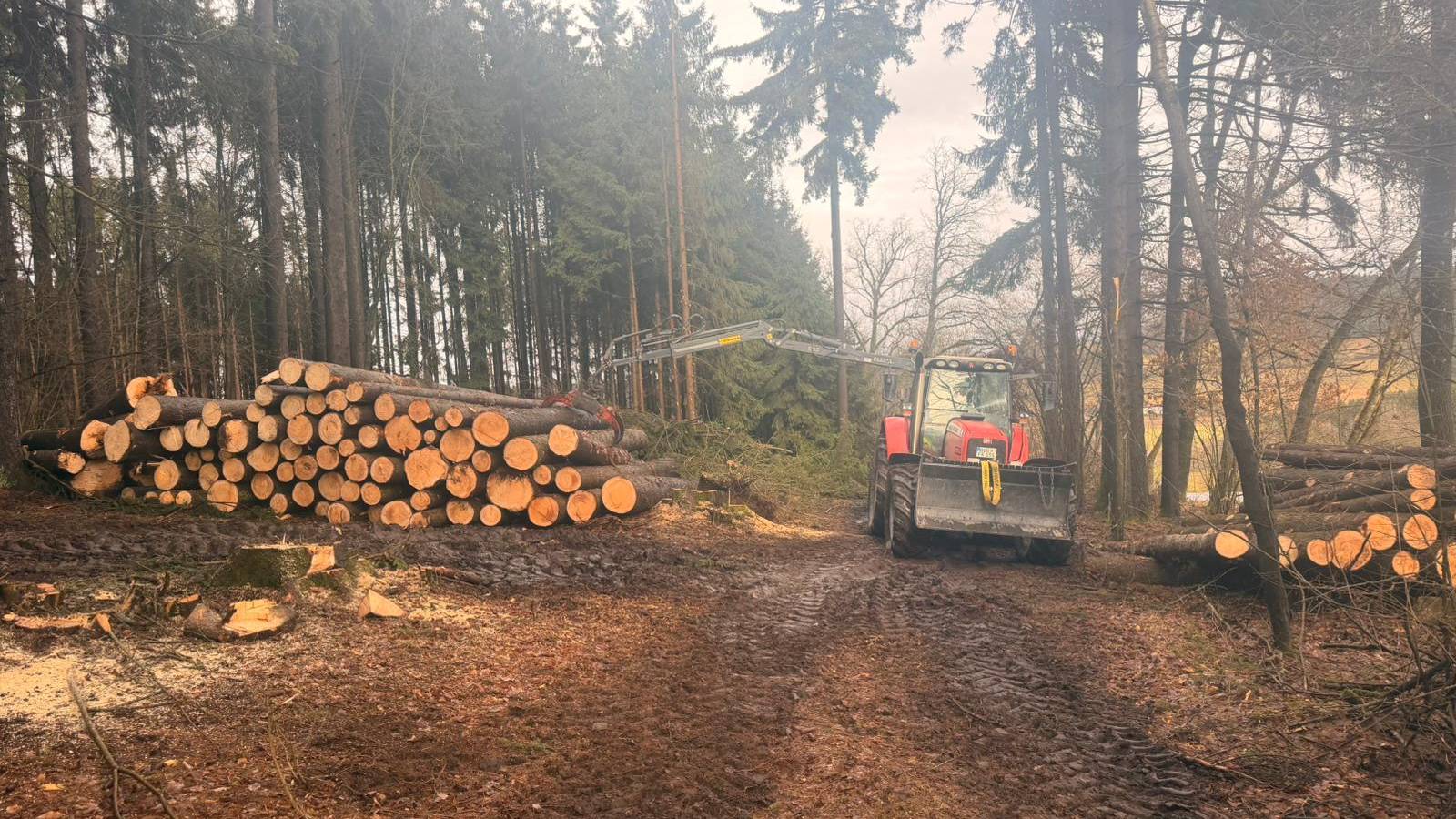 Holzeinschlag zur Bauholzgewinnung – Forst- & Baggerbetrieb Kronfeldner
